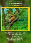 《珍·古道爾的傳奇一生》上映 展現(xiàn)女科學(xué)家傳奇