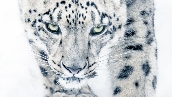 雪豹和她的朋友们