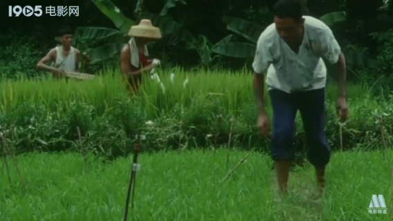 袁隆平：寻找野生稻及其保护措施讨论