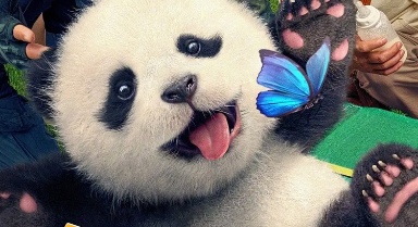 激萌！电影中的熊猫奇遇记