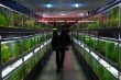 冰冷熱帶魚